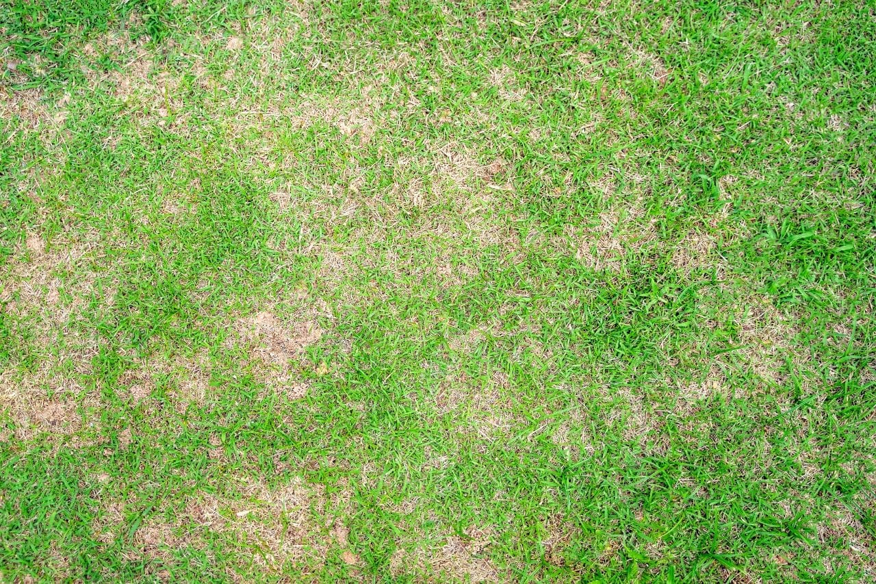 Top down view of lawn with dead dry grass