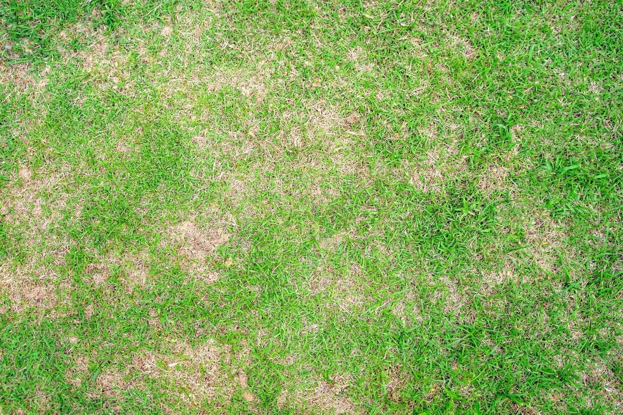 Top down view of lawn with dead dry grass