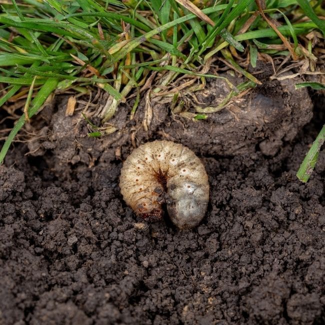 Insect control for lawns in the Black Hills
