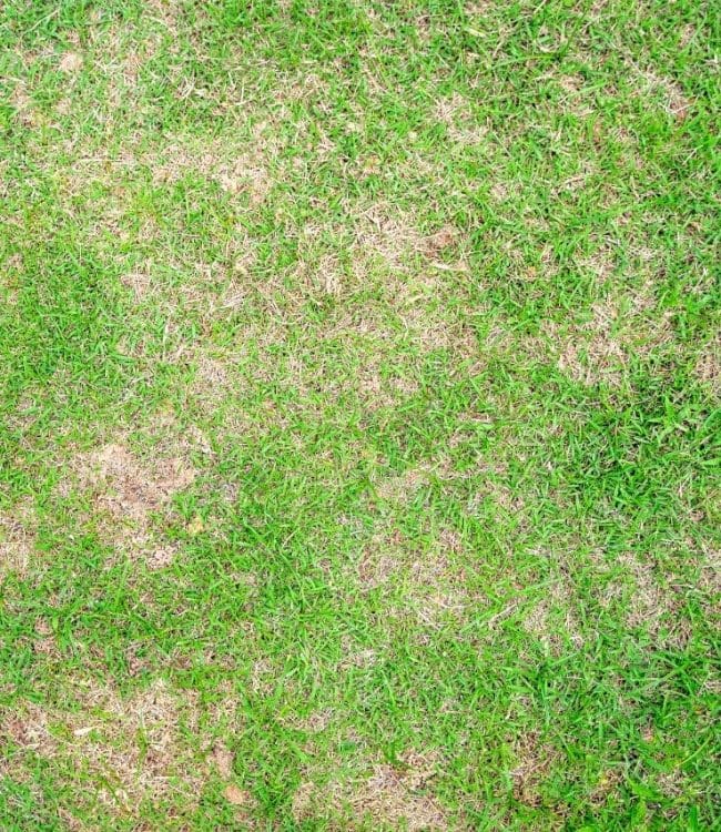 Top down view of lawn with dead dry grass