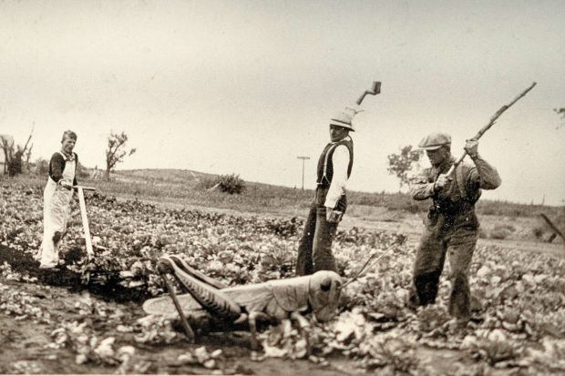 Old Warne family photo of workers doing pest control for a pasture