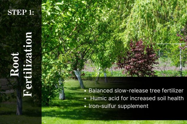 Tree and Shrub Care Program Step 1
