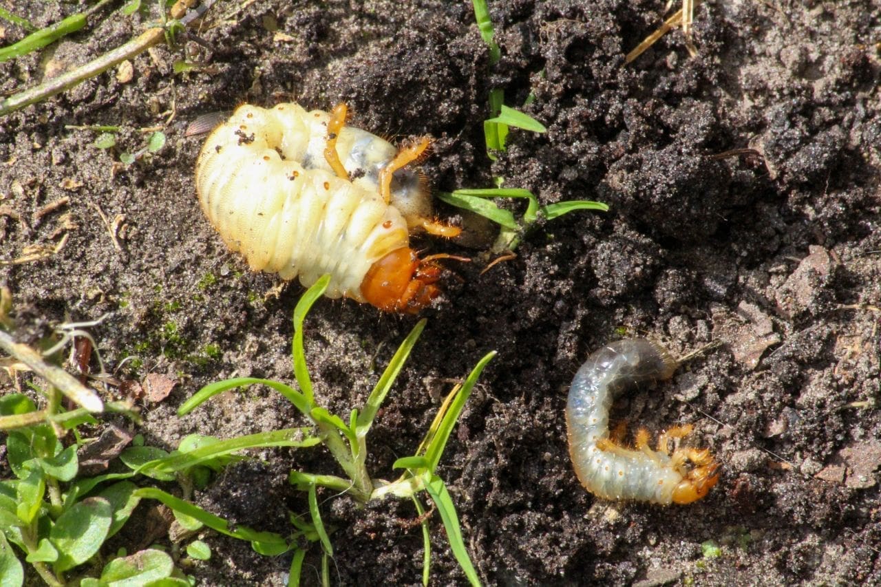 These Are The Pests Destroying Your South Dakota Lawn
