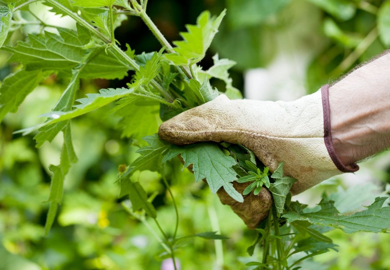 Person wearing gardening gloves pulling weeds from yard