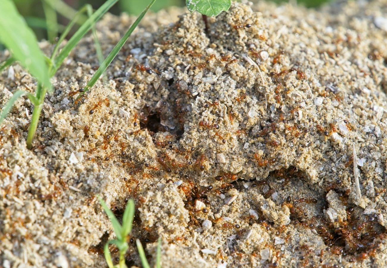 Ants surrounding an ant mound in a yard