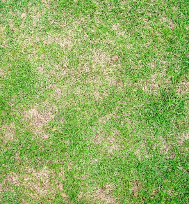 Top down view of lawn with dead dry grass