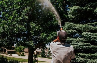 Warne Green Force employee spraying tree during tree care service Warne Green Force employee spraying tree during tree care service